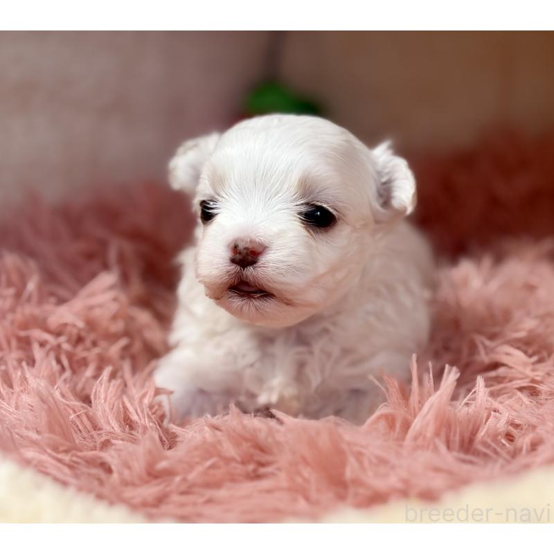 販売中の岩手県のマルチーズ-439848の5枚目