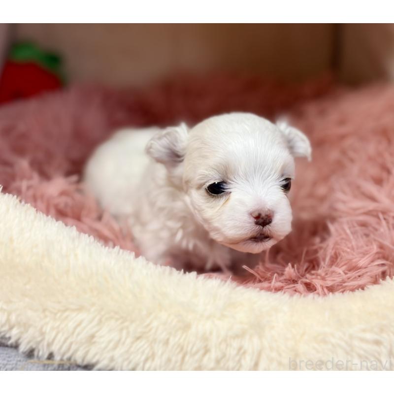 販売中の岩手県のマルチーズ-439848の2枚目