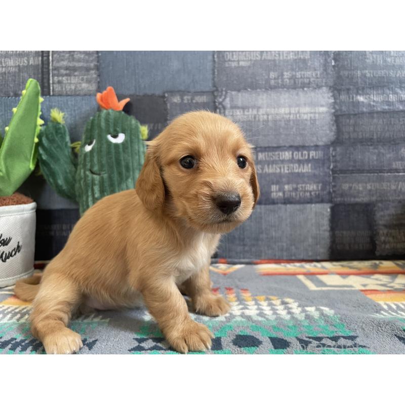 販売中の北海道のミニチュアダックスフンド(ロングヘアード)-439849の8枚目