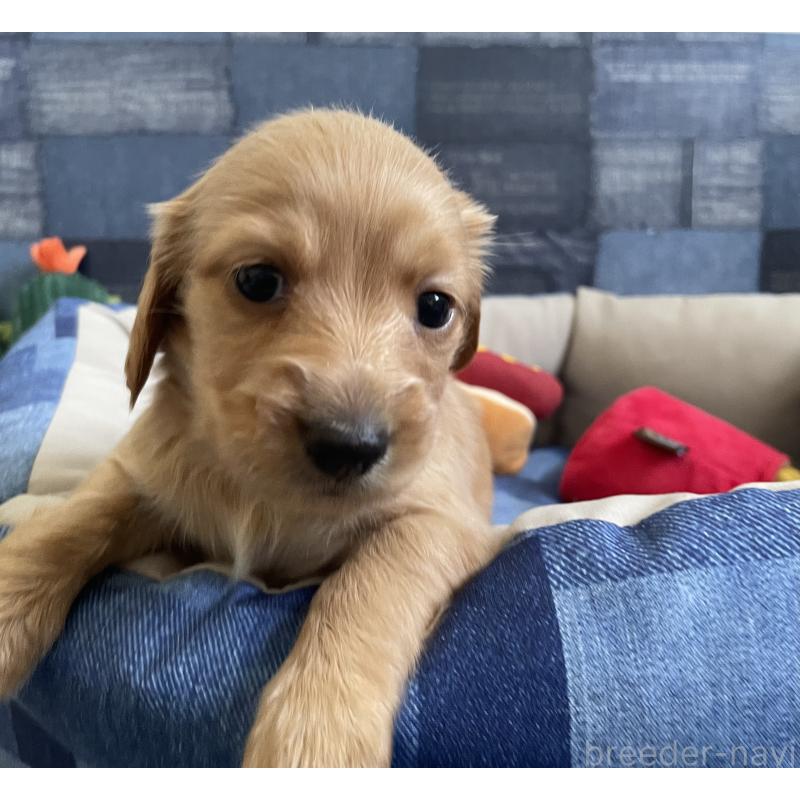 販売中の北海道のミニチュアダックスフンド(ロングヘアード)-439849の7枚目