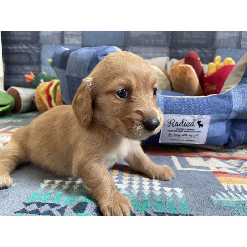 販売中の北海道のミニチュアダックスフンド(ロングヘアード)-439849の6枚目