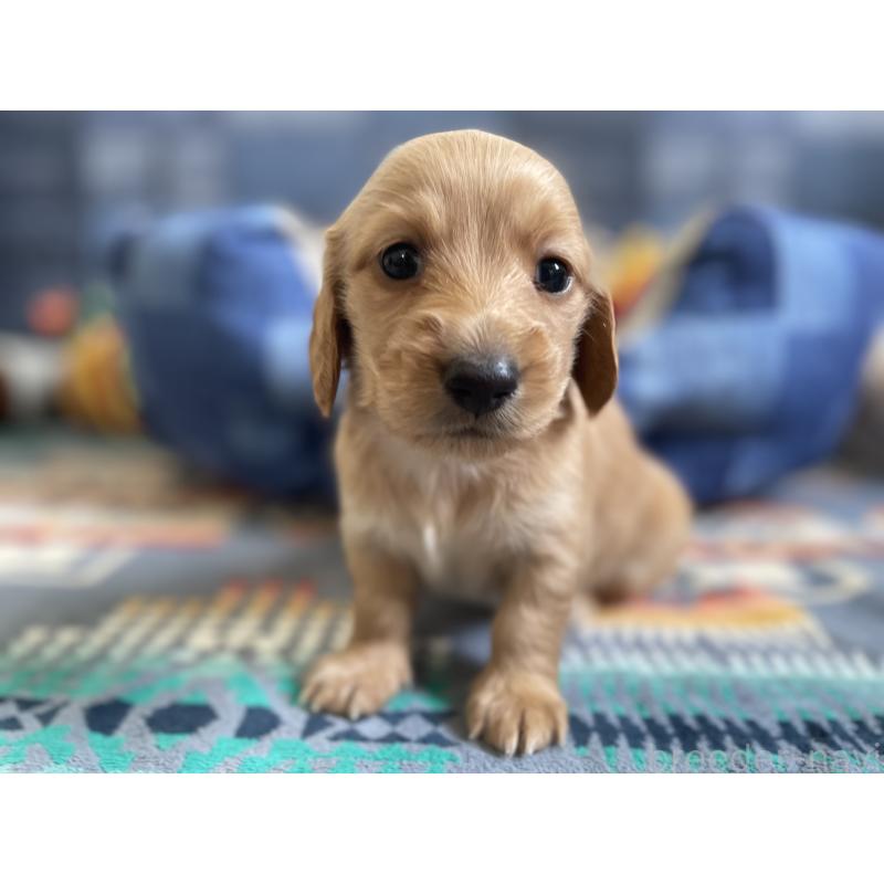 販売中の北海道のミニチュアダックスフンド(ロングヘアード)-439849の5枚目