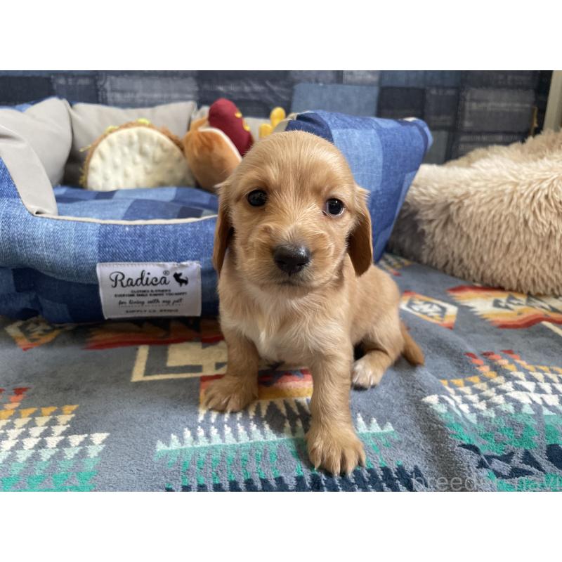 販売中の北海道のミニチュアダックスフンド(ロングヘアード)-439849の4枚目