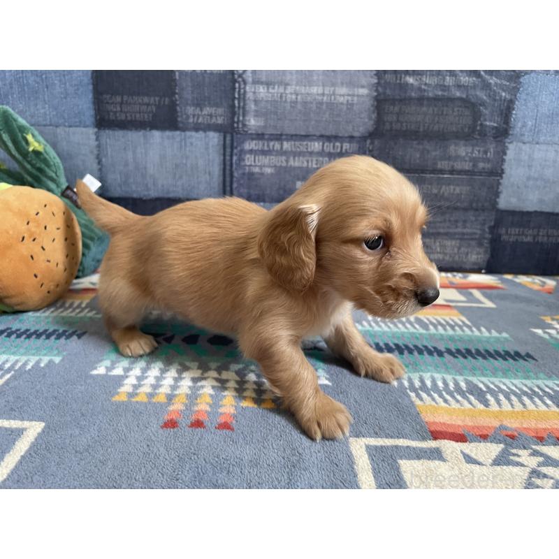 販売中の北海道のミニチュアダックスフンド(ロングヘアード)-439849の3枚目