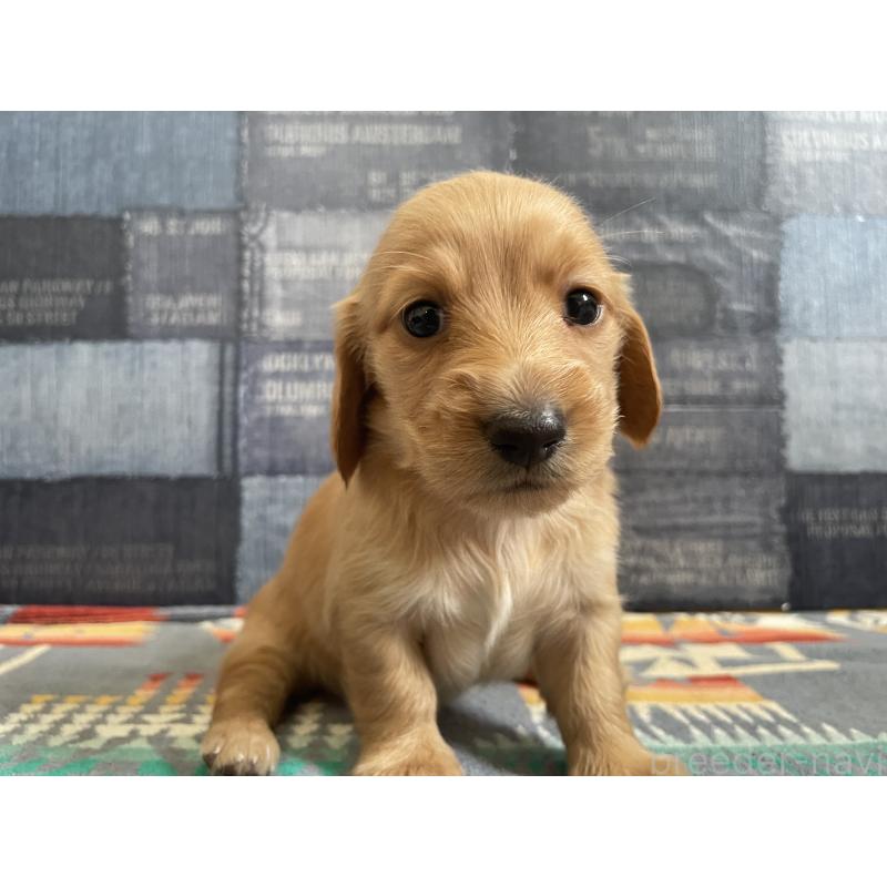 販売中の北海道のミニチュアダックスフンド(ロングヘアード)-439849の2枚目