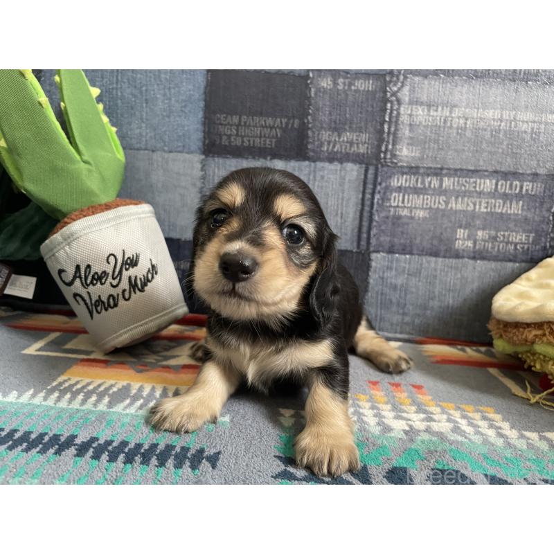 販売中の北海道のミニチュアダックスフンド(ロングヘアード)-439850の8枚目