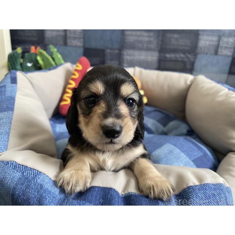 販売中の北海道のミニチュアダックスフンド(ロングヘアード)-439850の6枚目