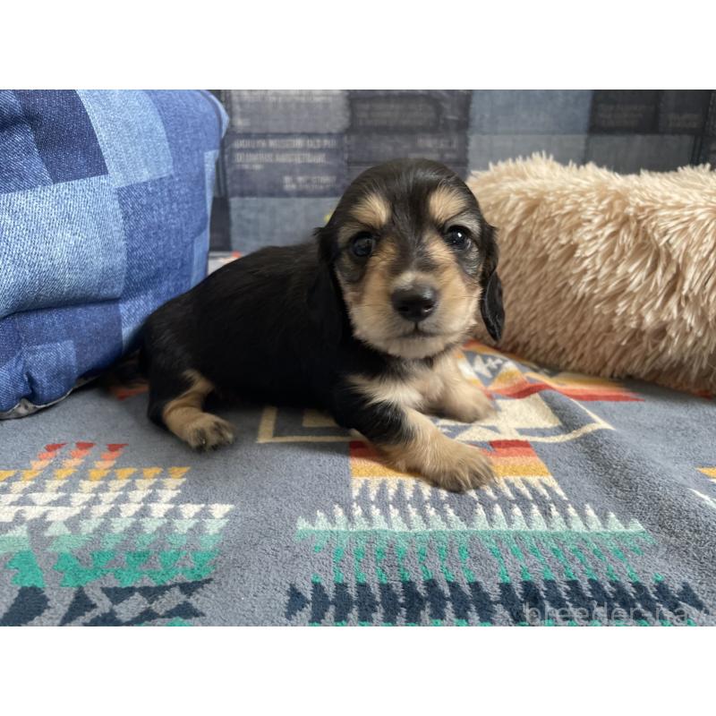 販売中の北海道のミニチュアダックスフンド(ロングヘアード)-439850の5枚目