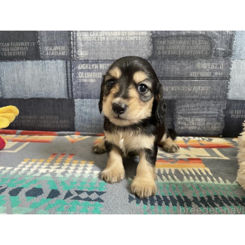 販売中の北海道のミニチュアダックスフンド(ロングヘアード)-439850の4枚目