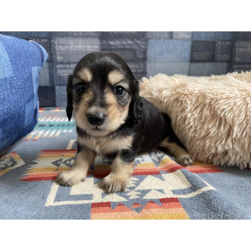 販売中の北海道のミニチュアダックスフンド(ロングヘアード)-439850の3枚目