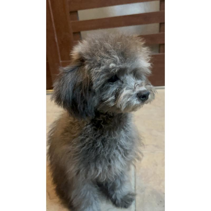 成約済の沖縄県のトイプードル-433867の3枚目