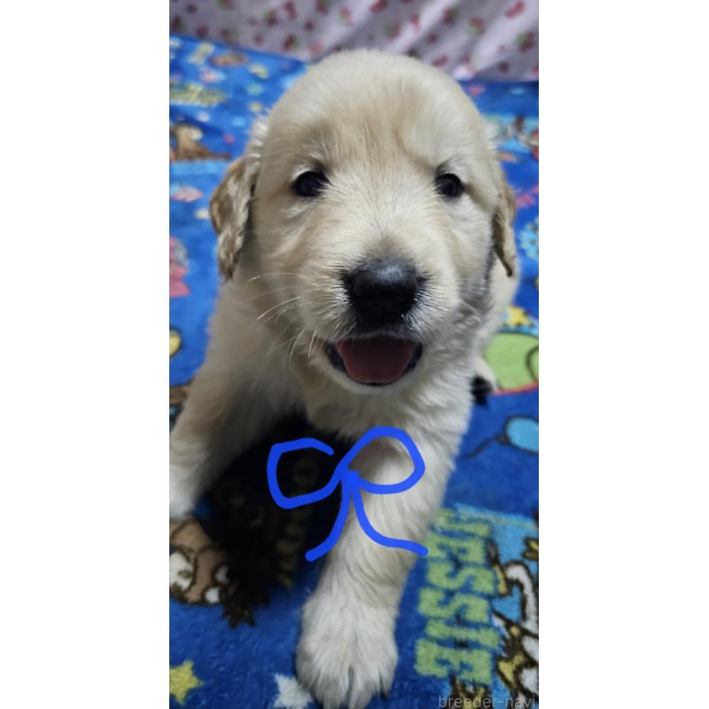 販売中の岩手県のゴールデンレトリーバー-439852の1枚目