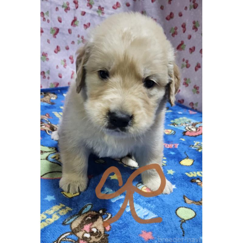 販売中の岩手県のゴールデンレトリーバー-439853