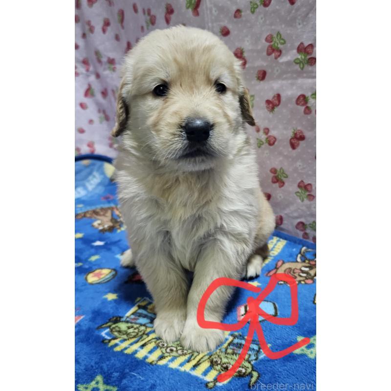 商談中の岩手県のゴールデンレトリーバー-436890