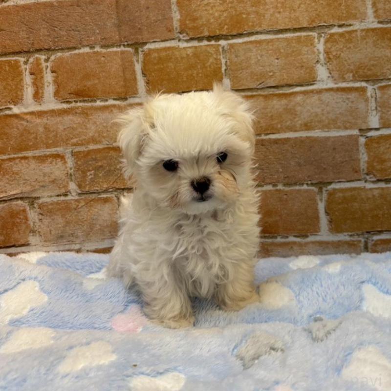 販売中の愛知県のマルチーズ-439854の3枚目