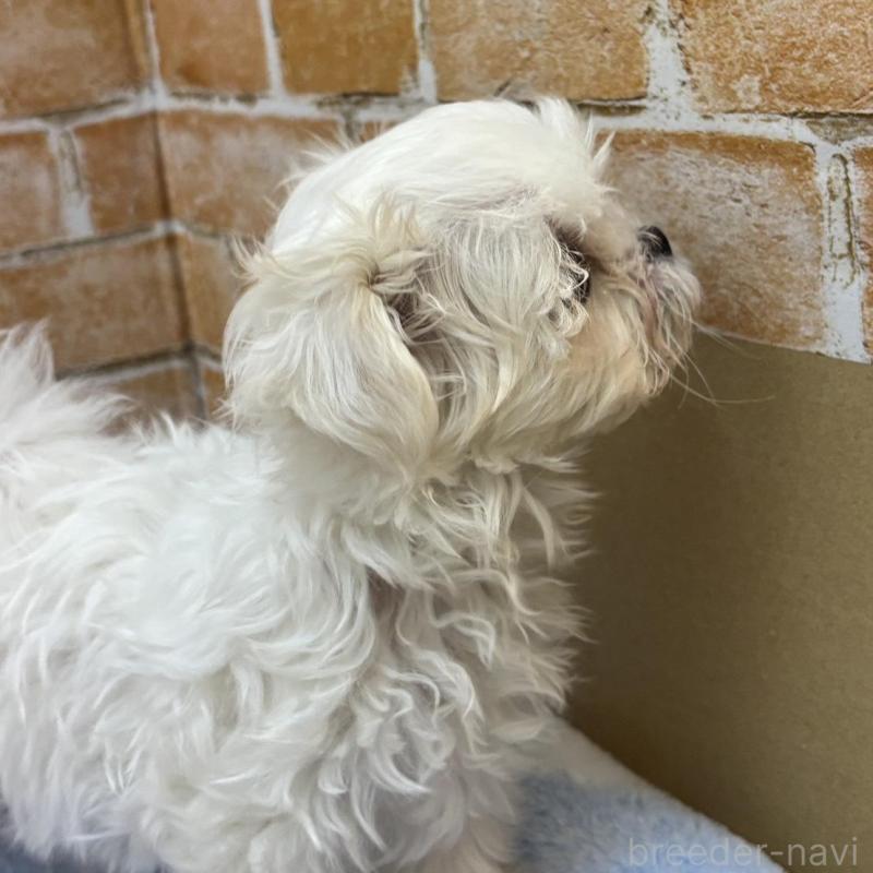 販売中の愛知県のマルチーズ-439854の2枚目