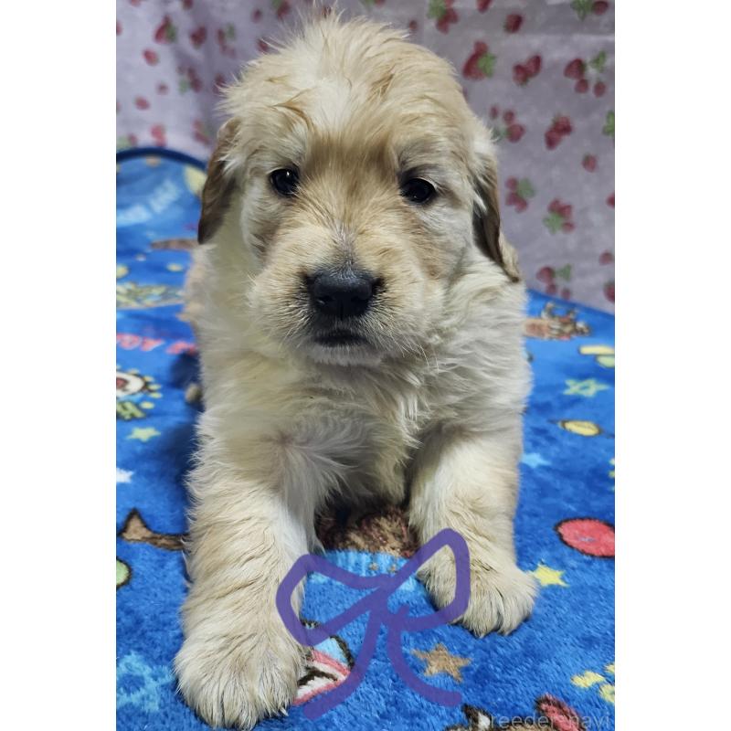 販売中の岩手県のゴールデンレトリーバー-439855の1枚目