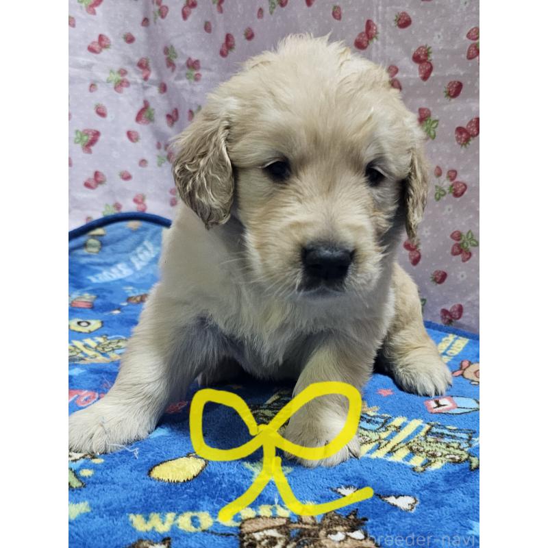 販売中の岩手県のゴールデンレトリーバー-439858