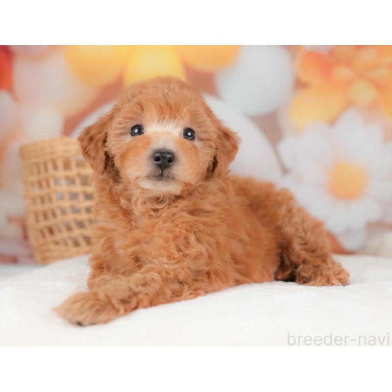 販売中の神奈川県のトイプードル-439861の13枚目