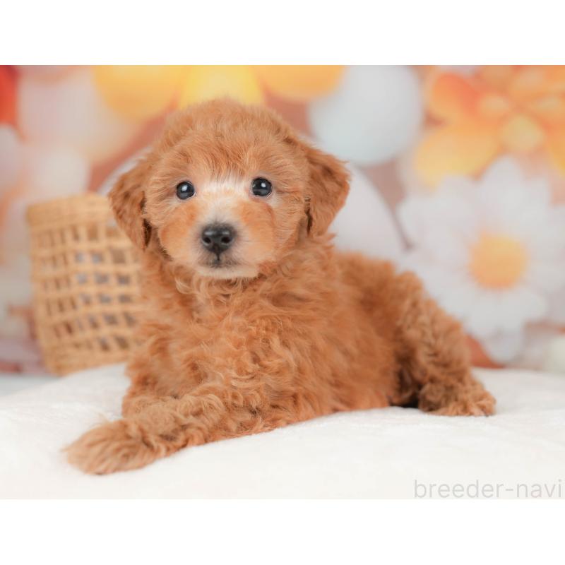 販売中の神奈川県のトイプードル-439861の11枚目