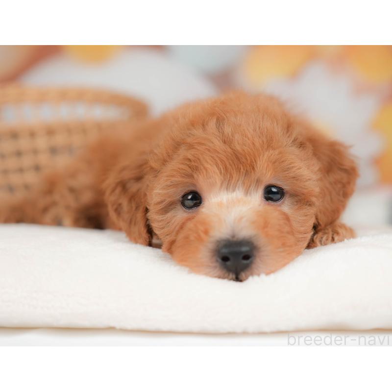 販売中の神奈川県のトイプードル-439861の10枚目