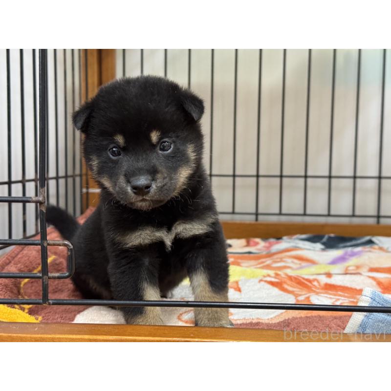 販売中の岡山県の柴犬-439863の1枚目