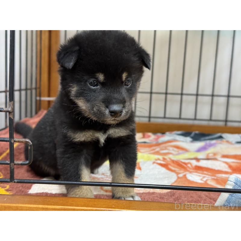 販売中の岡山県の柴犬-439863の5枚目