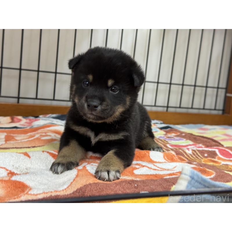 販売中の岡山県の柴犬-439863の4枚目