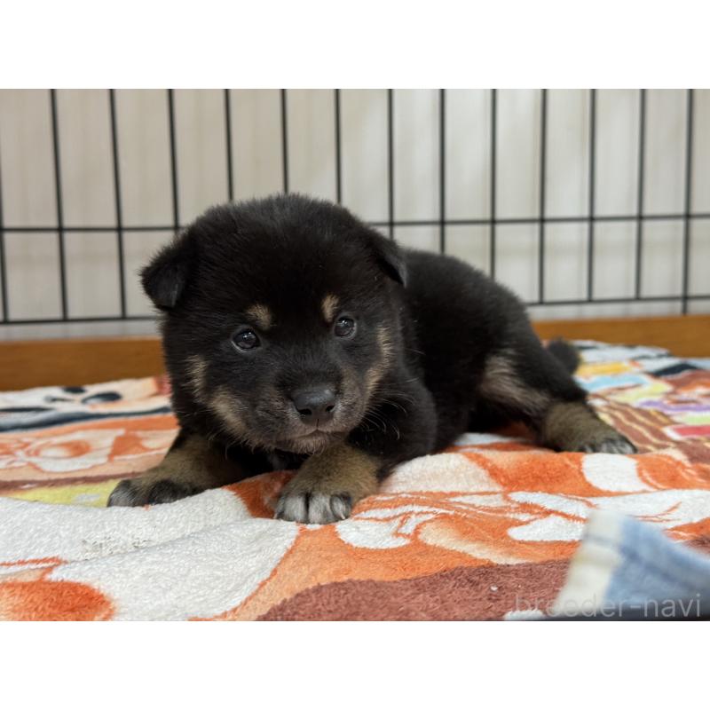 販売中の岡山県の柴犬-439863の3枚目