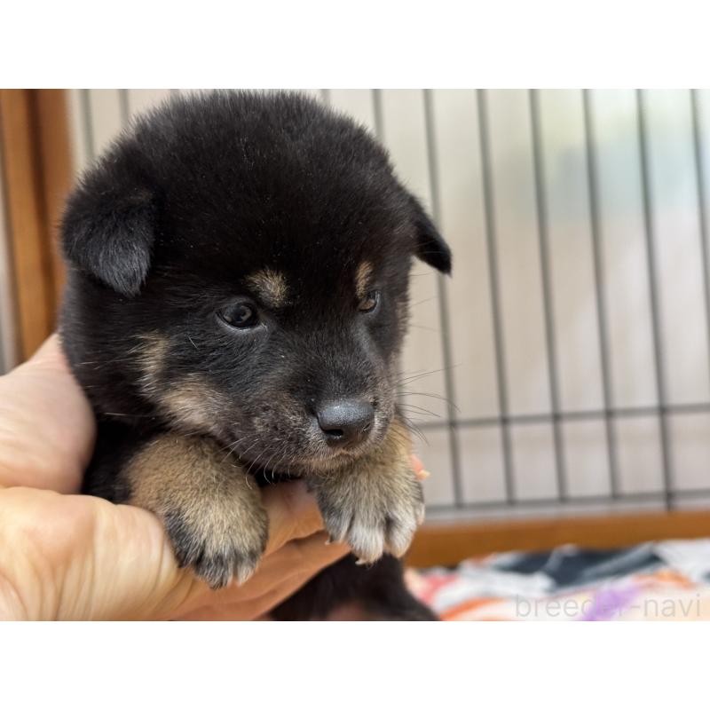 販売中の岡山県の柴犬-439863の2枚目