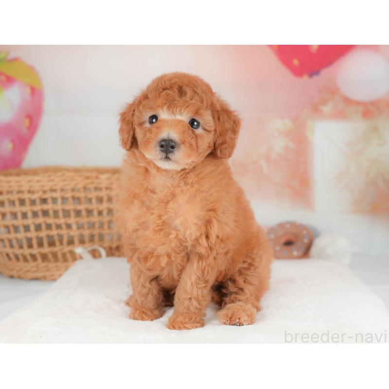 販売中の神奈川県のトイプードル-439862の15枚目