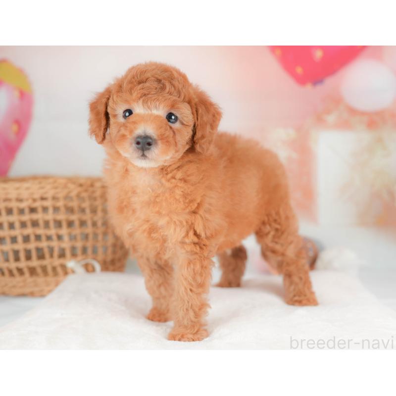 販売中の神奈川県のトイプードル-439862の14枚目