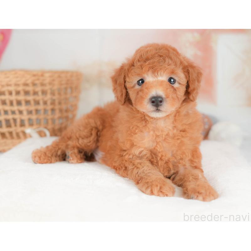 販売中の神奈川県のトイプードル-439862の13枚目