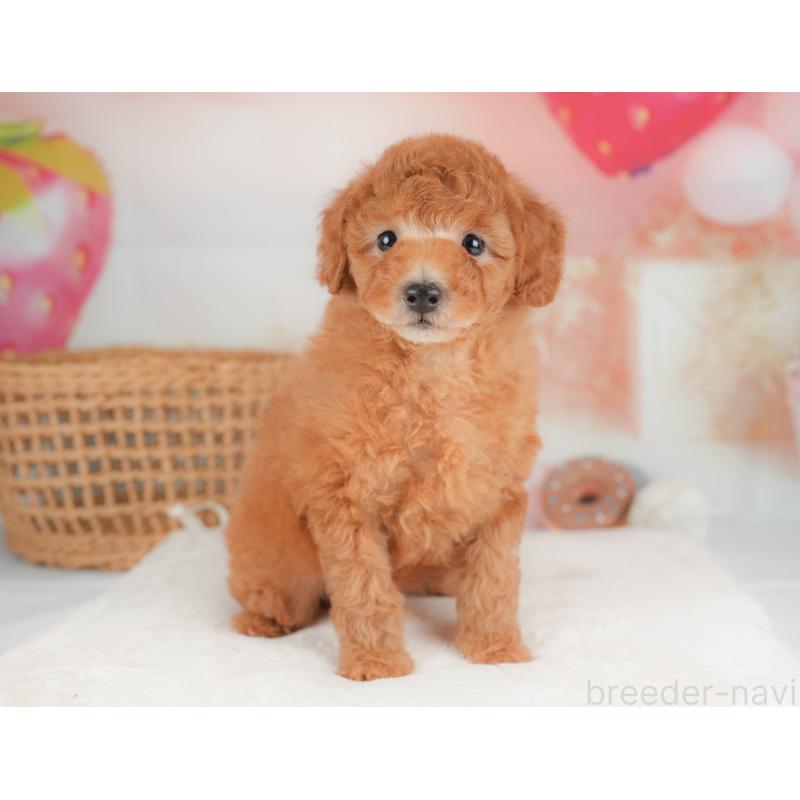 販売中の神奈川県のトイプードル-439862の12枚目