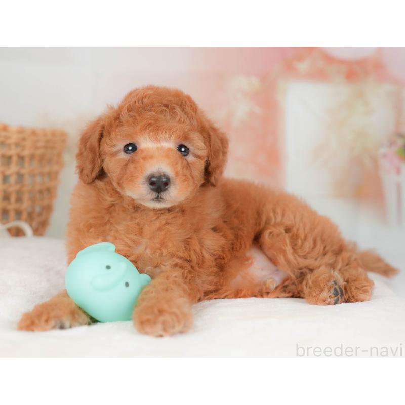 販売中の神奈川県のトイプードル-439862の11枚目