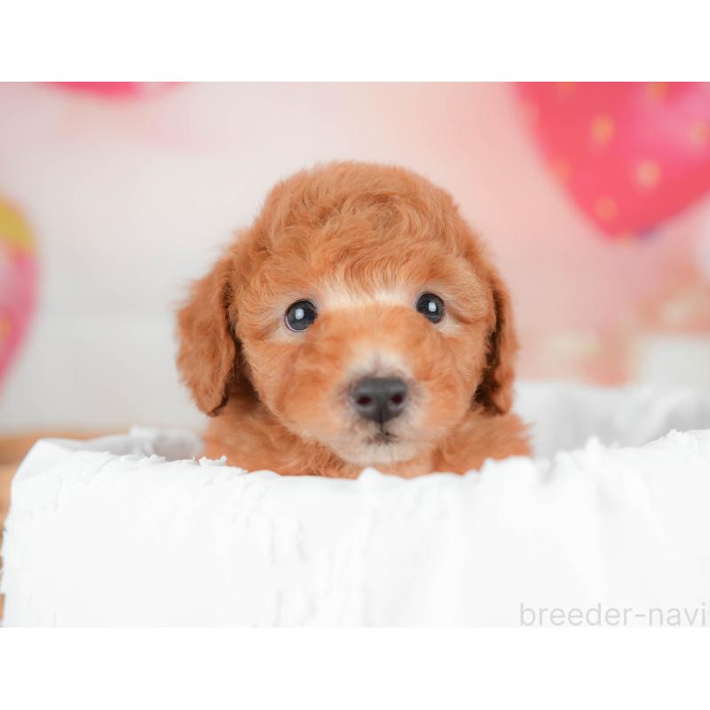 販売中の神奈川県のトイプードル-439862の10枚目