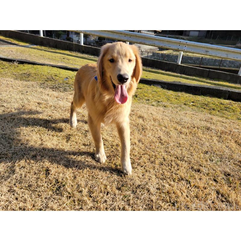 成約済の三重県のゴールデンレトリーバー-410268の5枚目