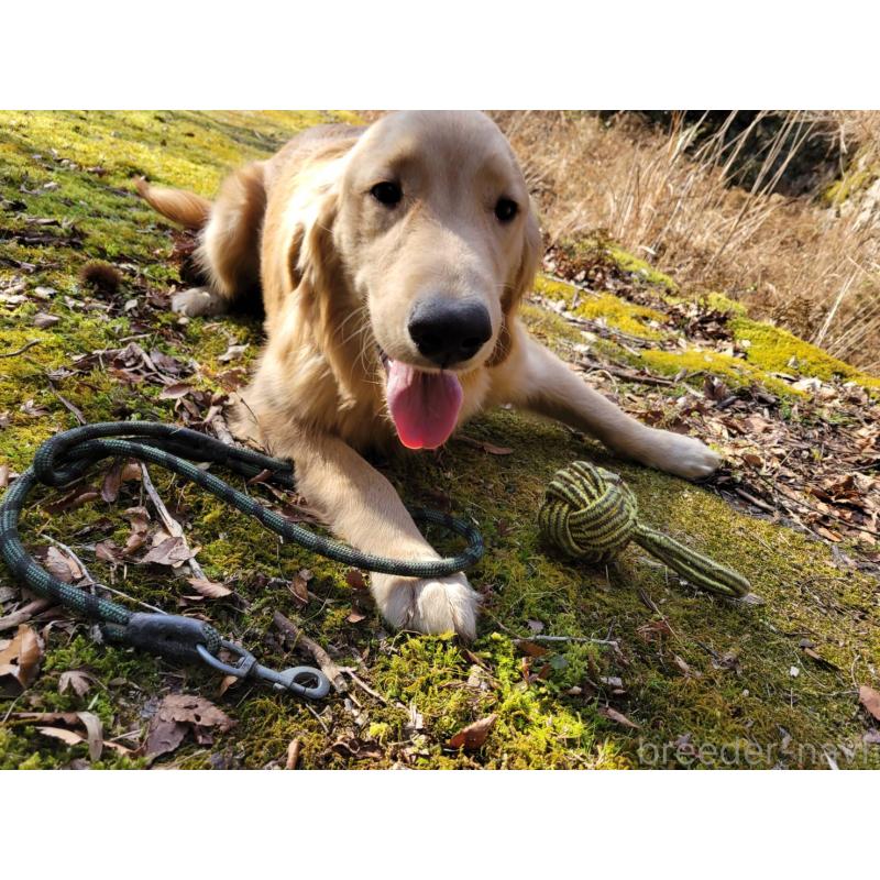 成約済の三重県のゴールデンレトリーバー-410268の4枚目