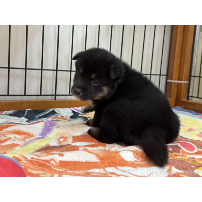 販売中の岡山県の柴犬-439865の5枚目