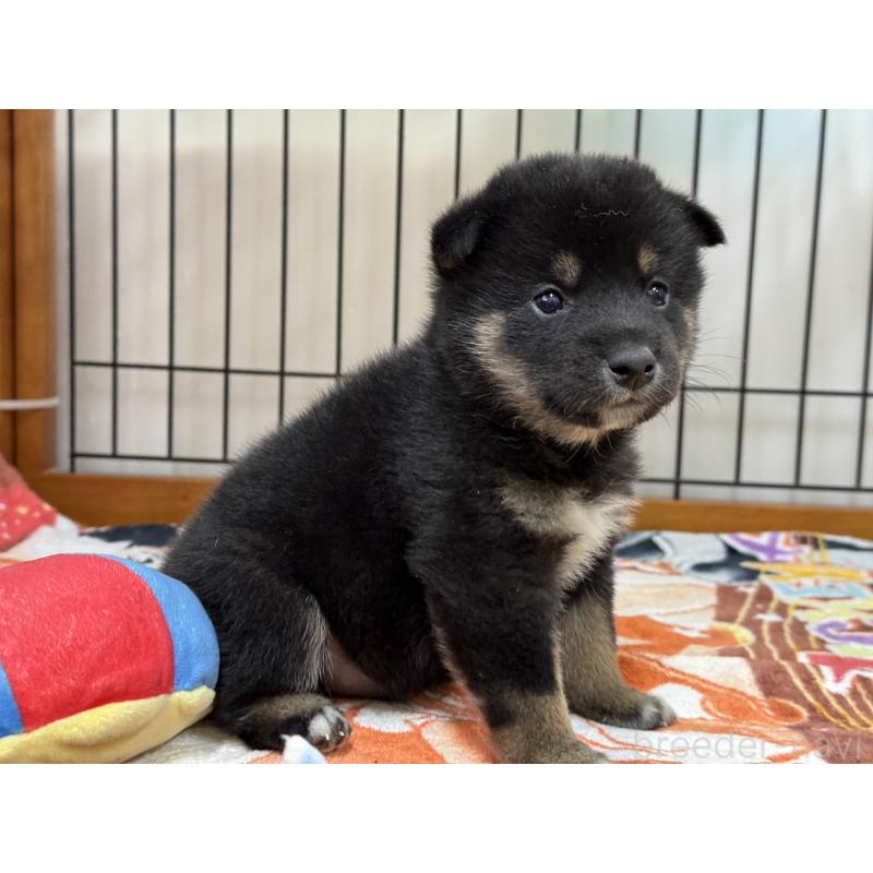 販売中の岡山県の柴犬-439865の4枚目