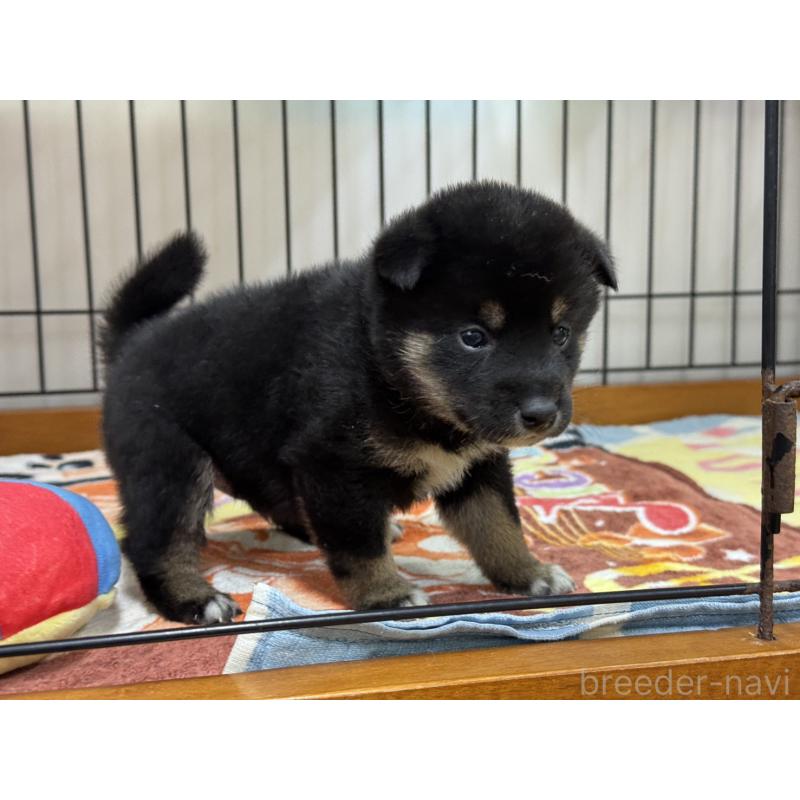 販売中の岡山県の柴犬-439865の3枚目