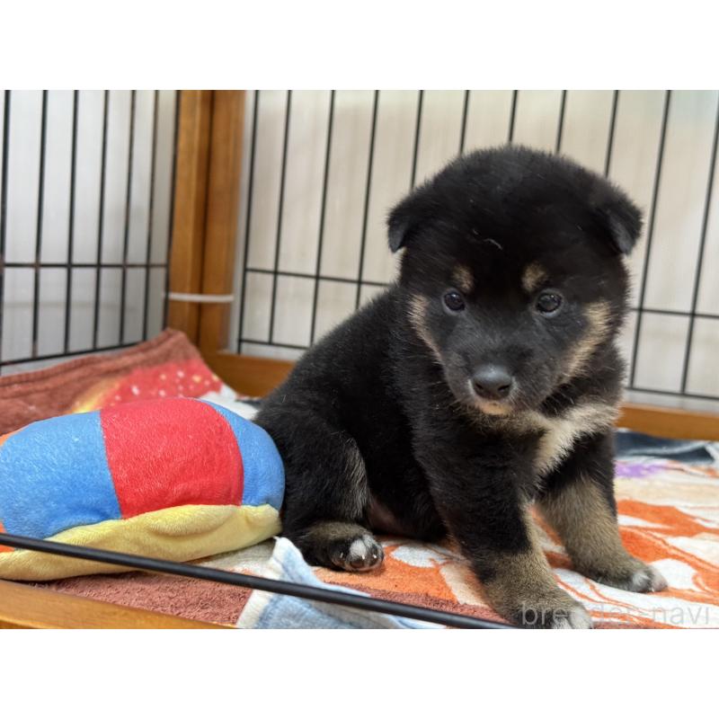 販売中の岡山県の柴犬-439865の2枚目