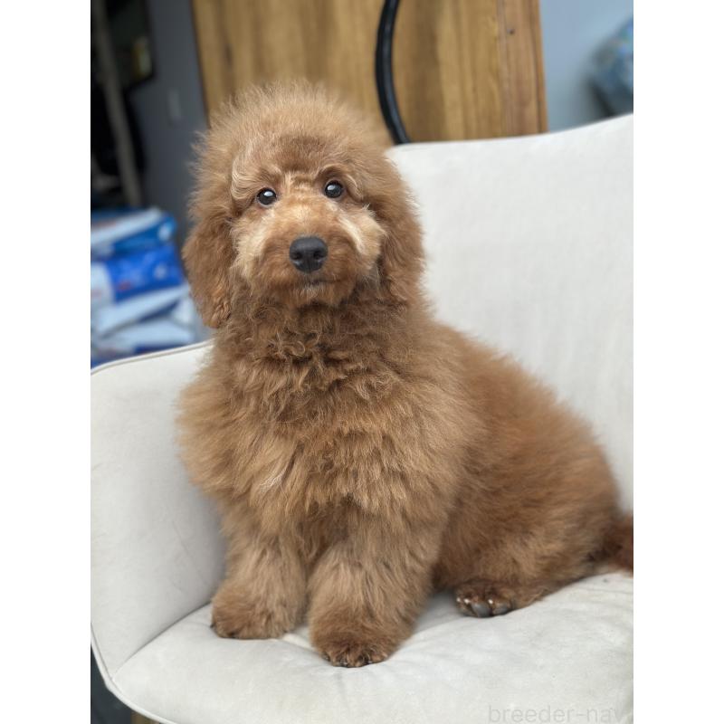 商談中の京都府のゴールデンドゥードル:ゴールデンレトリーバー×プードル-415861の4枚目