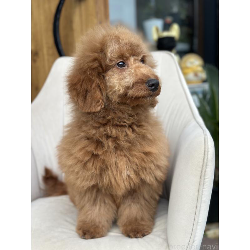 商談中の京都府のゴールデンドゥードル:ゴールデンレトリーバー×プードル-415861の3枚目