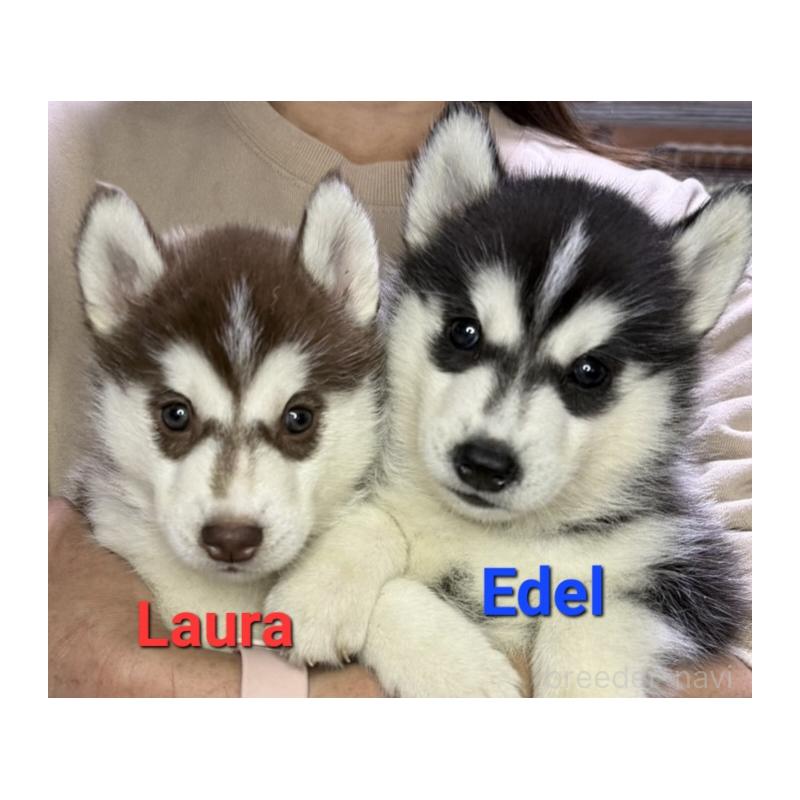 販売中の岩手県のシベリアンハスキー-439869