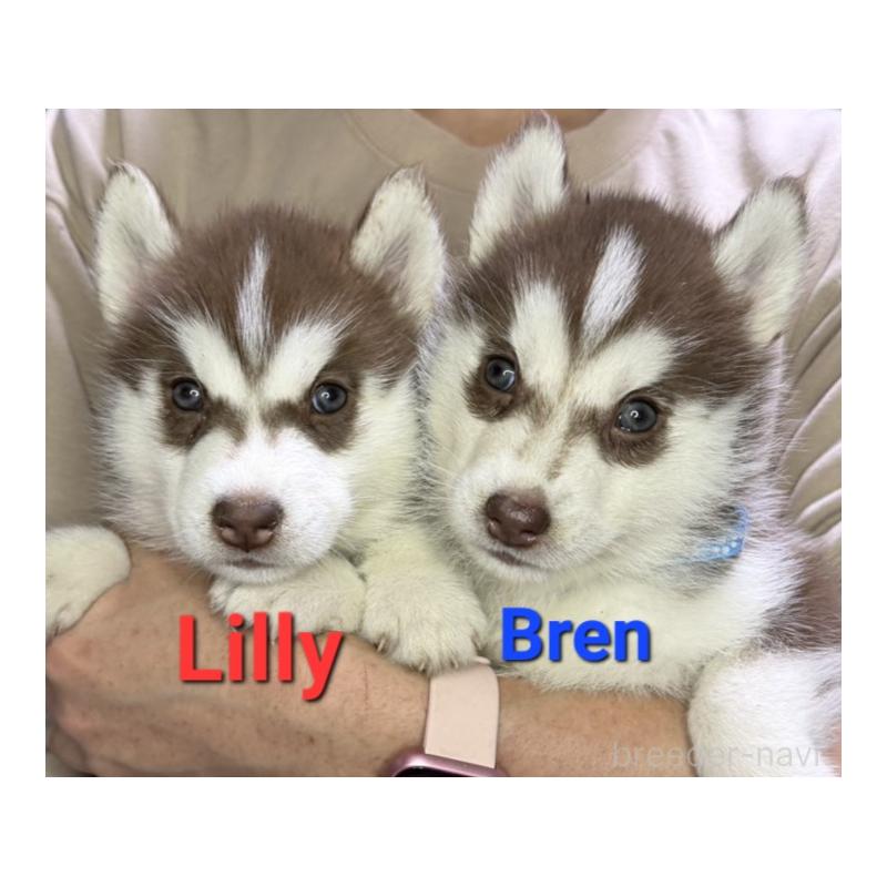 販売中の岩手県のシベリアンハスキー-439870