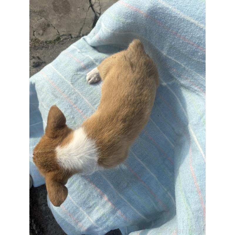 成約済の佐賀県のウェルシュコーギーペンブローク-439771の3枚目