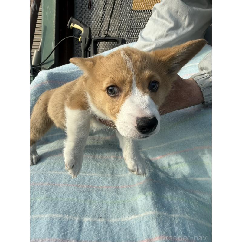 成約済の佐賀県のウェルシュコーギーペンブローク-439771の2枚目