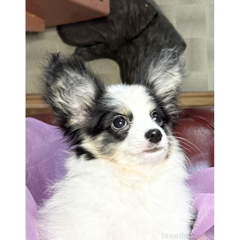 販売中の三重県のパピヨン-439873の8枚目