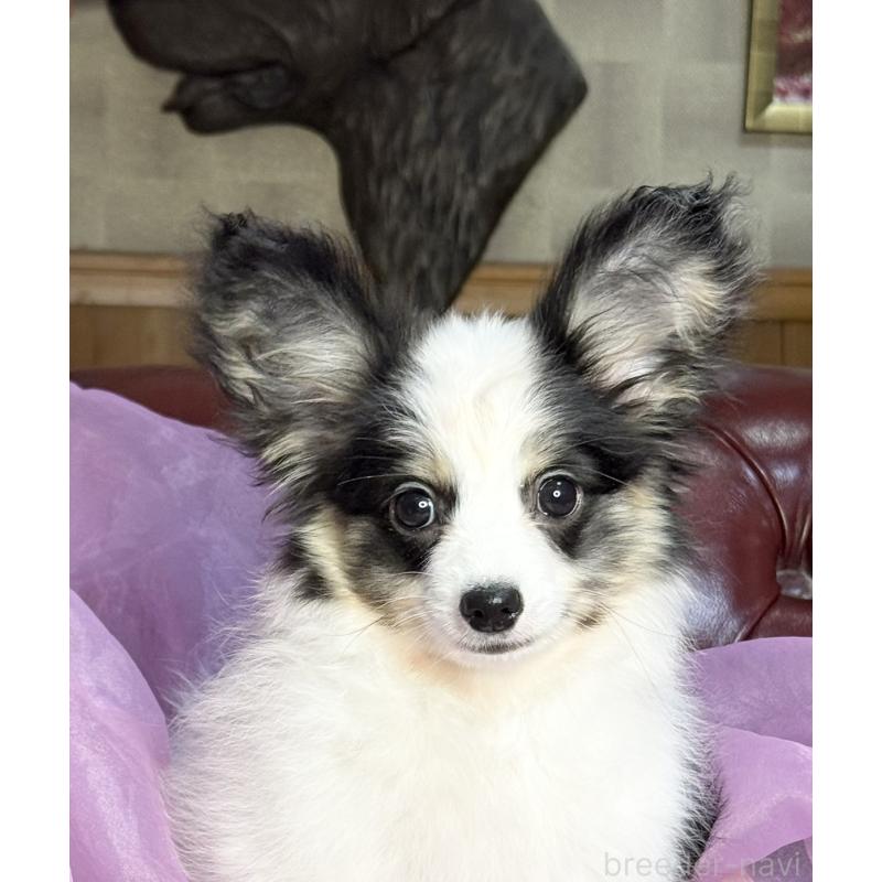 販売中の三重県のパピヨン-439873の7枚目